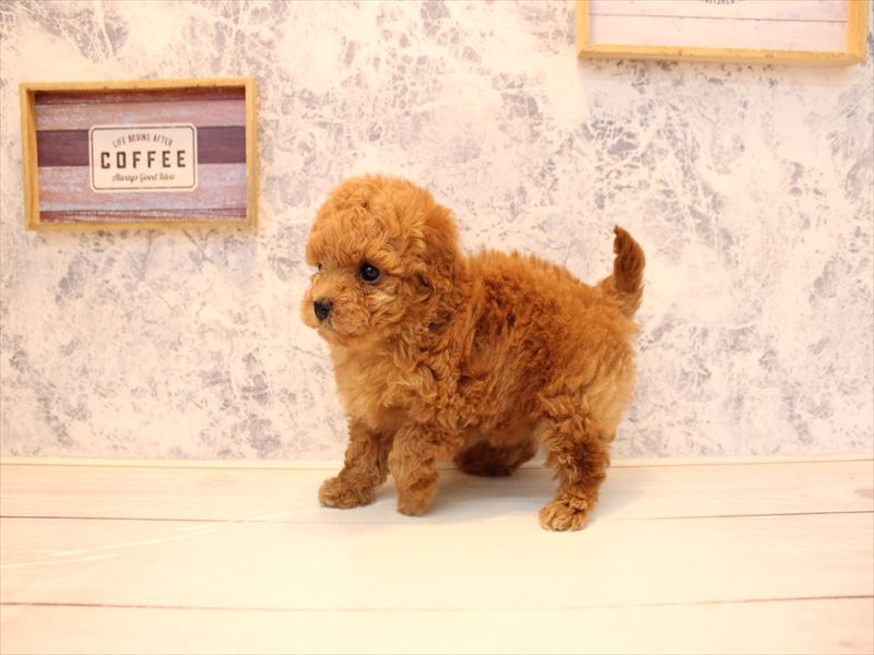 埼玉県のトイプードル(タイニー) (ワンラブ埼玉寄居店/2026年1月21日生まれ/女の子/レッド)の子犬の3枚目の画像