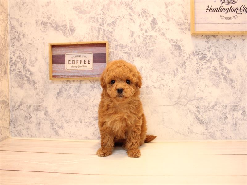 埼玉県のトイプードル(タイニー) (ワンラブ埼玉寄居店/2026年1月21日生まれ/女の子/レッド)の子犬の2枚目の画像