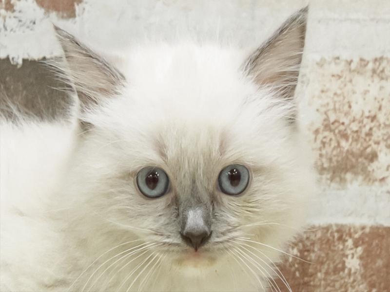 愛知県のラグドール (ワンラブ名古屋守山インター総本店/2026年1月25日生まれ/女の子/ブルーポイントミテッド)の子猫の1枚目の画像