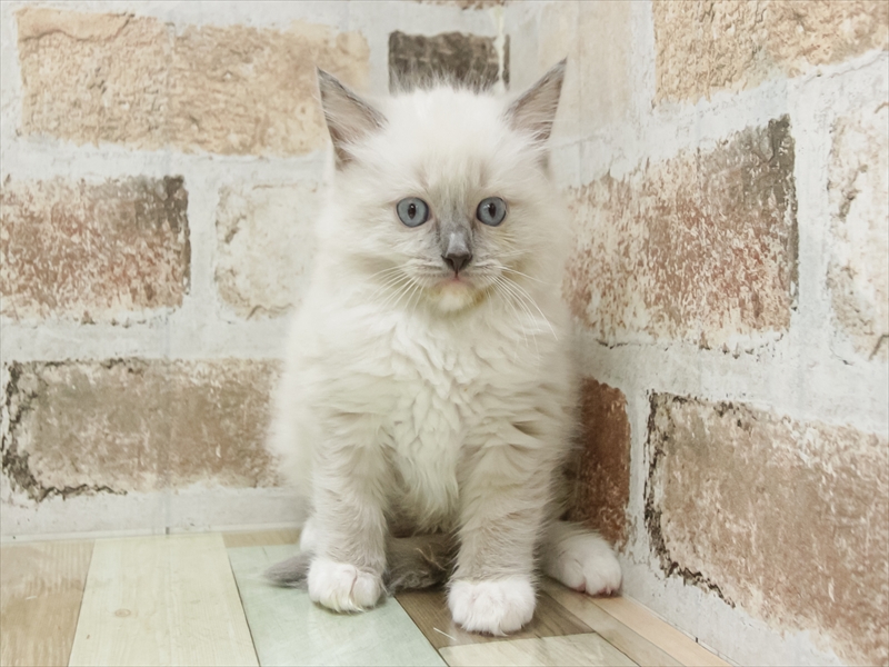 愛知県のラグドール (ワンラブ名古屋守山インター総本店/2026年1月25日生まれ/女の子/ブルーポイントミテッド)の子猫の3枚目の画像