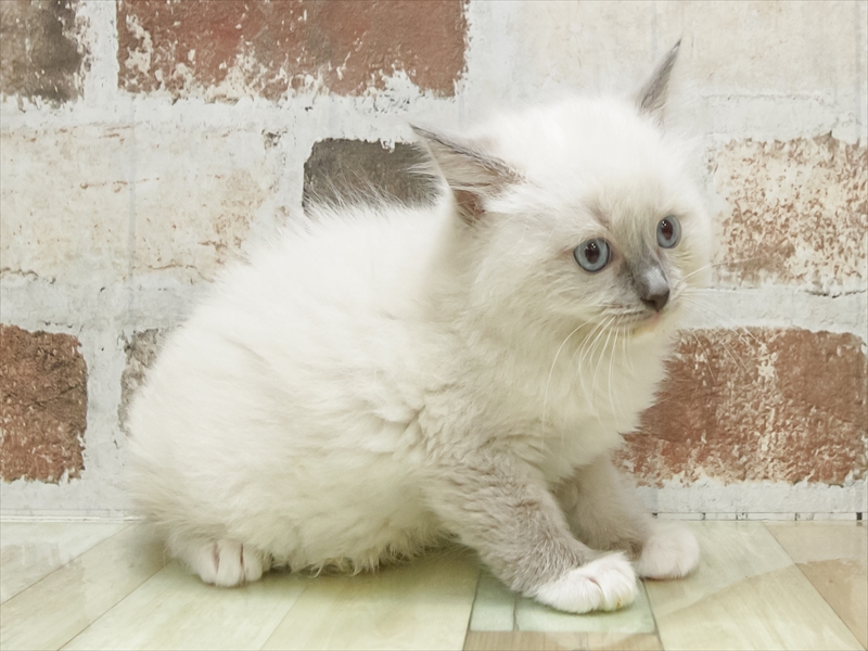 愛知県のラグドール (ワンラブ名古屋守山インター総本店/2026年1月25日生まれ/女の子/ブルーポイントミテッド)の子猫の2枚目の画像