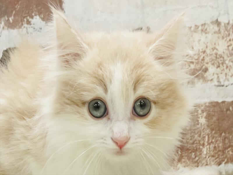 愛知県のノルウェージャンフォレストキャット (ワンラブ名古屋守山インター総本店/2026年1月25日生まれ/女の子/クリームタビーホワイト)の子猫の1枚目の画像