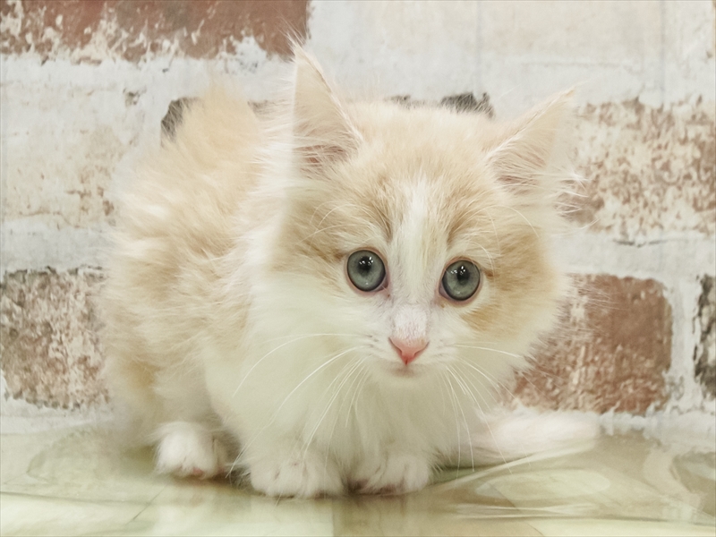 愛知県のノルウェージャンフォレストキャット (ワンラブ名古屋守山インター総本店/2026年1月25日生まれ/女の子/クリームタビーホワイト)の子猫の3枚目の画像