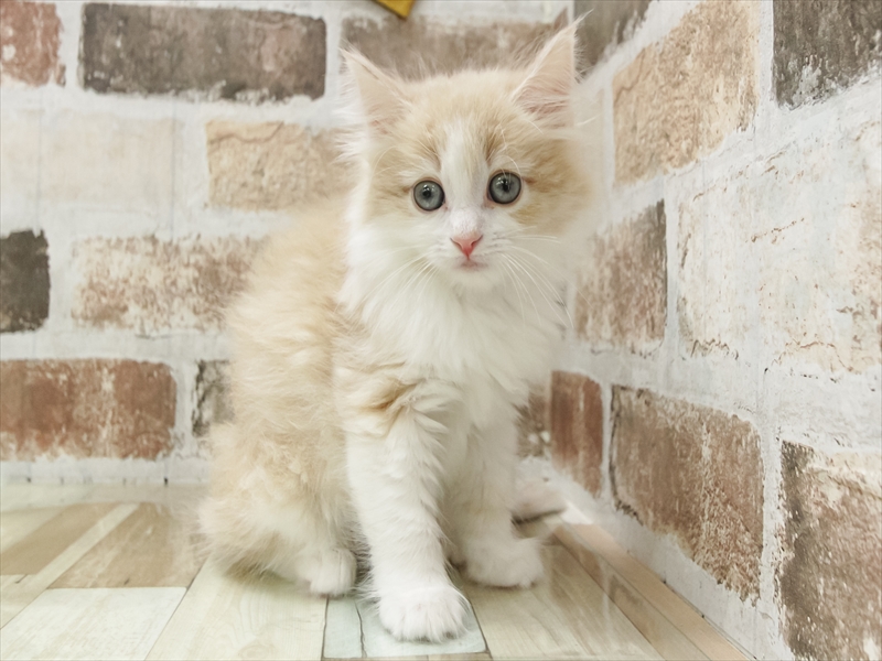 愛知県のノルウェージャンフォレストキャット (ワンラブ名古屋守山インター総本店/2026年1月25日生まれ/女の子/クリームタビーホワイト)の子猫の2枚目の画像