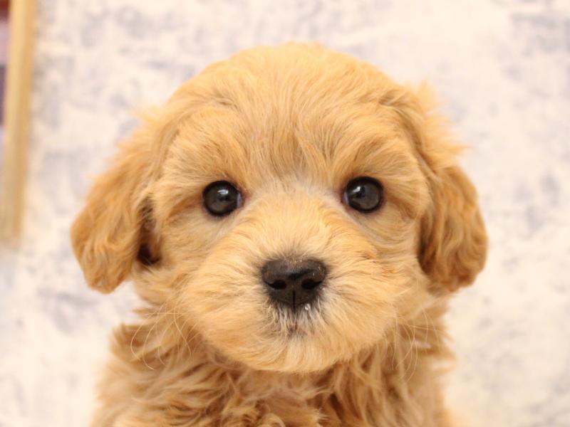 埼玉県のマルプー(マルチーズ×プードル) (ワンラブアリオ川口店/2026年1月24日生まれ/男の子/クリーム)の子犬の1枚目の画像