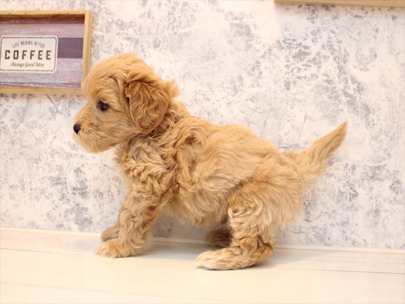 埼玉県のマルプー(マルチーズ×プードル) (ワンラブアリオ川口店/2026年1月24日生まれ/男の子/クリーム)の子犬の3枚目の画像