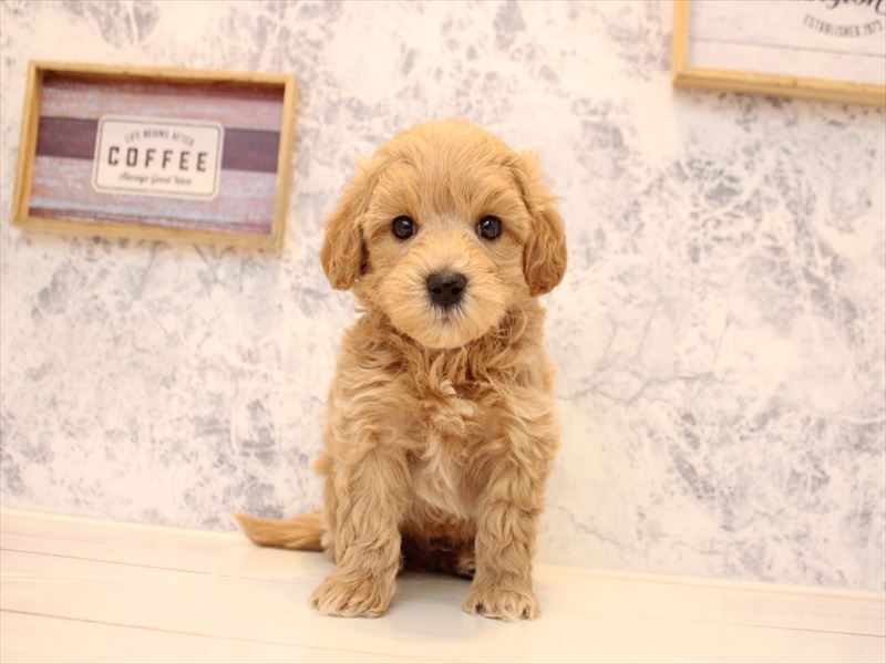 埼玉県のマルプー(マルチーズ×プードル) (ワンラブアリオ川口店/2026年1月24日生まれ/男の子/クリーム)の子犬の2枚目の画像