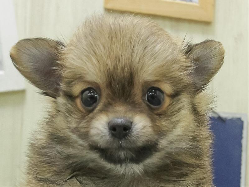 愛知県のポメチワ/チワポメ/ポメチー(ポメラニアン×チワワ) (ワンラブ名古屋守山インター総本店/2026年1月24日生まれ/男の子/オレンジ)の子犬の1枚目の画像