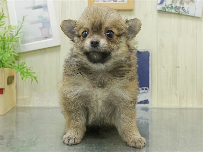 愛知県のポメチワ/チワポメ/ポメチー(ポメラニアン×チワワ) (ワンラブ名古屋守山インター総本店/2026年1月24日生まれ/男の子/オレンジ)の子犬の3枚目の画像