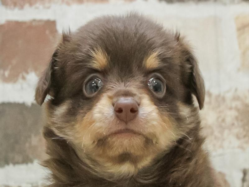 愛知県のチワックス(チワワ×ダックス) (ワンラブ名古屋守山インター総本店/2026年1月23日生まれ/男の子/チョコレートタンホワイト)の子犬の1枚目の画像