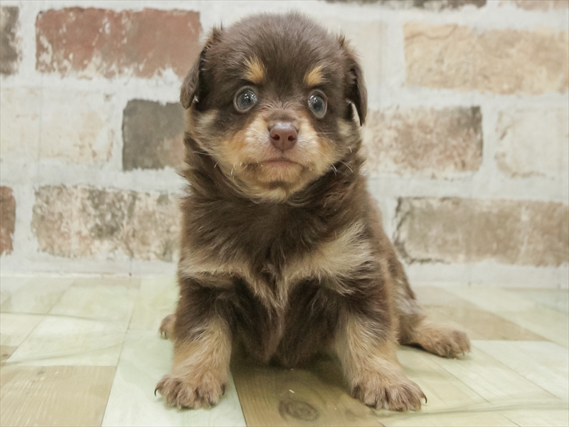 愛知県のチワックス(チワワ×ダックス) (ワンラブ名古屋守山インター総本店/2026年1月23日生まれ/男の子/チョコレートタンホワイト)の子犬の3枚目の画像