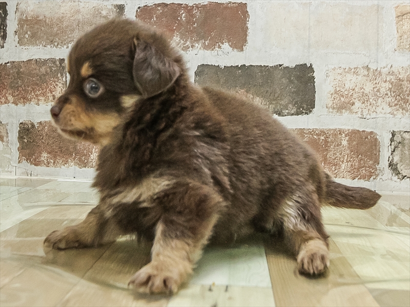 愛知県のチワックス(チワワ×ダックス) (ワンラブ名古屋守山インター総本店/2026年1月23日生まれ/男の子/チョコレートタンホワイト)の子犬の2枚目の画像