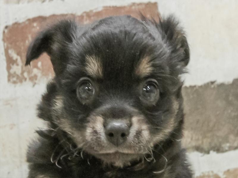 愛知県のチワックス(チワワ×ダックス) (ワンラブ名古屋守山インター総本店/2026年1月23日生まれ/男の子/ブラックタンホワイト)の子犬の1枚目の画像