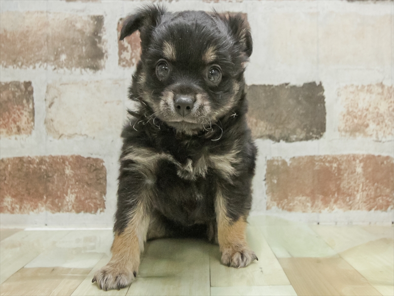 愛知県のチワックス(チワワ×ダックス) (ワンラブ名古屋守山インター総本店/2026年1月23日生まれ/男の子/ブラックタンホワイト)の子犬の3枚目の画像