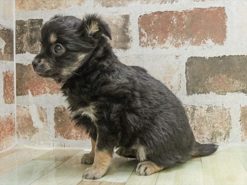 愛知県のチワックス(チワワ×ダックス) (ワンラブ名古屋守山インター総本店/2026年1月23日生まれ/男の子/ブラックタンホワイト)の子犬の2枚目の画像