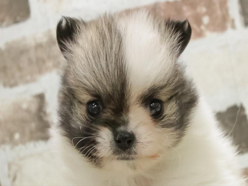 愛知県のポメチワ/チワポメ/ポメチー(ポメラニアン×チワワ) (ワンラブ名古屋守山インター総本店/2026年1月23日生まれ/男の子/セーブルホワイト)の子犬の1枚目の画像