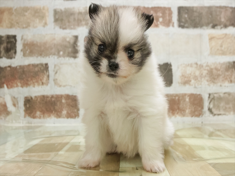 愛知県のポメチワ/チワポメ/ポメチー(ポメラニアン×チワワ) (ワンラブ名古屋守山インター総本店/2026年1月23日生まれ/男の子/セーブルホワイト)の子犬の3枚目の画像