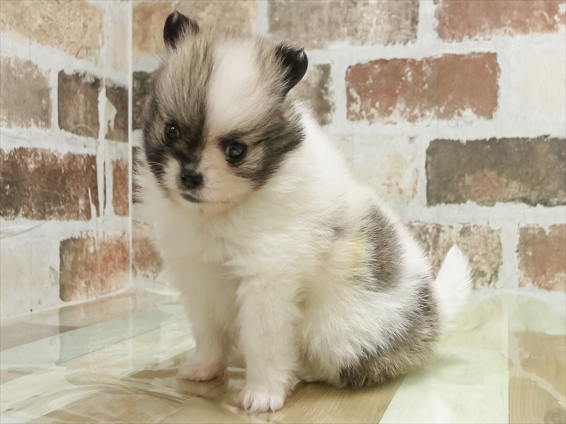 愛知県のポメチワ/チワポメ/ポメチー(ポメラニアン×チワワ) (ワンラブ名古屋守山インター総本店/2026年1月23日生まれ/男の子/セーブルホワイト)の子犬の2枚目の画像