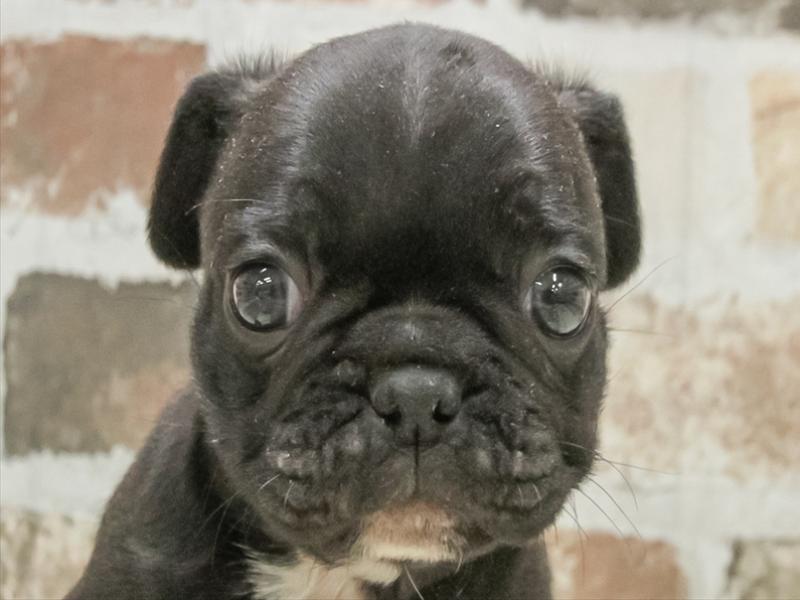愛知県のフレンチパグ/パグフレンチ(フレンチブルドック×パグ) (ワンラブ名古屋守山インター総本店/2026年1月24日生まれ/男の子/ブラック)の子犬の1枚目の画像