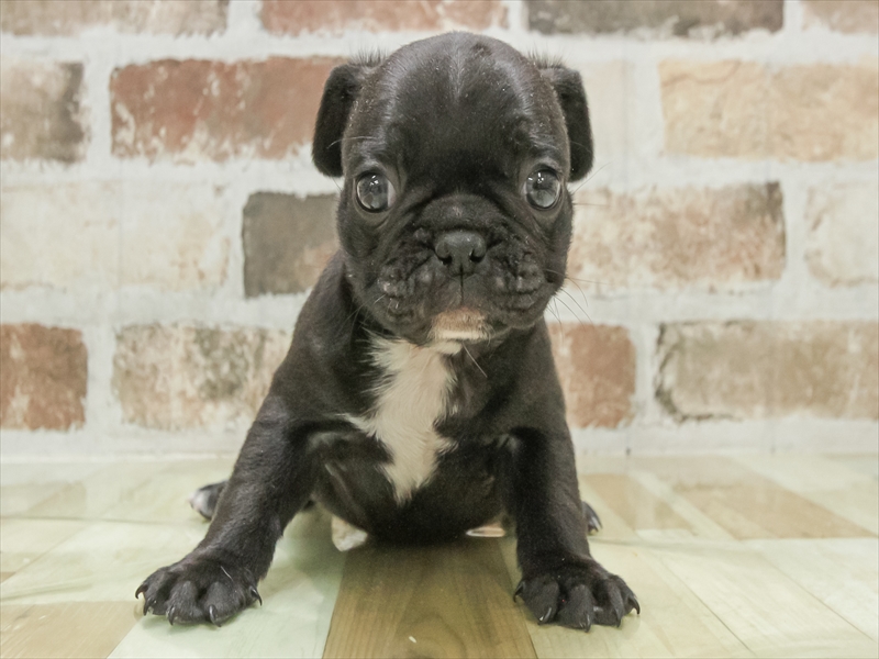 愛知県のフレンチパグ/パグフレンチ(フレンチブルドック×パグ) (ワンラブ名古屋守山インター総本店/2026年1月24日生まれ/男の子/ブラック)の子犬の3枚目の画像
