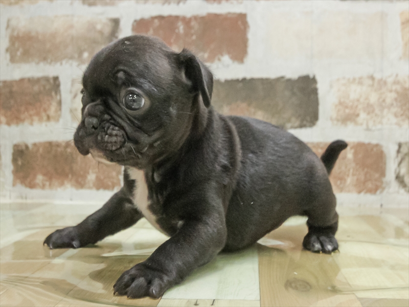 愛知県のフレンチパグ/パグフレンチ(フレンチブルドック×パグ) (ワンラブ名古屋守山インター総本店/2026年1月24日生まれ/男の子/ブラック)の子犬の2枚目の画像
