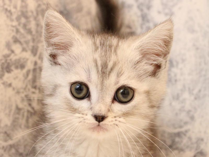 神奈川県のミヌエット (ワンラブカインズ三浦店/2026年1月24日生まれ/男の子/シルバータビー)の子猫の1枚目の画像