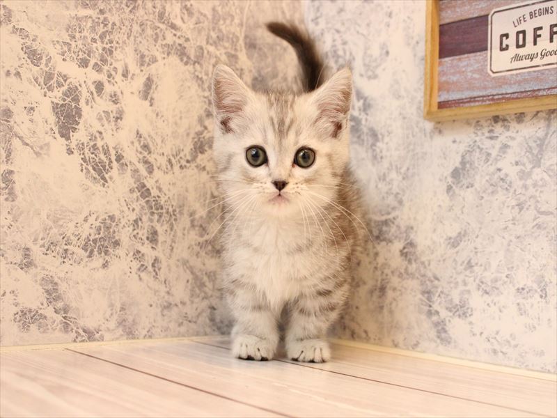 神奈川県のミヌエット (ワンラブカインズ三浦店/2026年1月24日生まれ/男の子/シルバータビー)の子猫の3枚目の画像