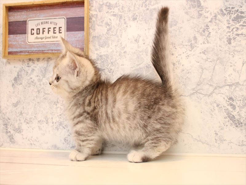 神奈川県のミヌエット (ワンラブカインズ三浦店/2026年1月24日生まれ/男の子/シルバータビー)の子猫の2枚目の画像