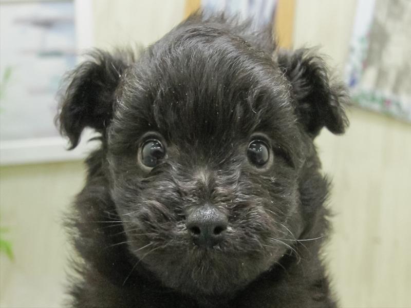 香川県のチワプー/プーチー(チワワ×プードル) (ワンラブゆめタウン三豊店/2026年1月24日生まれ/女の子/ブラック)の子犬の1枚目の画像