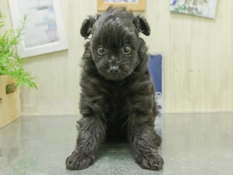 香川県のチワプー/プーチー(チワワ×プードル) (ワンラブゆめタウン三豊店/2026年1月24日生まれ/女の子/ブラック)の子犬の3枚目の画像