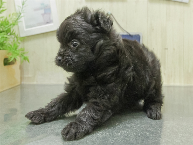 香川県のチワプー/プーチー(チワワ×プードル) (ワンラブゆめタウン三豊店/2026年1月24日生まれ/女の子/ブラック)の子犬の2枚目の画像