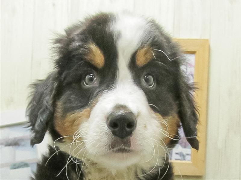 愛知県のバーニーズマウンテンドッグ (ワンラブ名古屋守山インター総本店/2026年1月24日生まれ/男の子/ブラックラストホワイト)の子犬の1枚目の画像