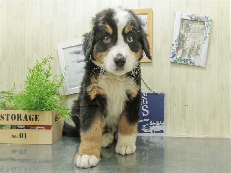 愛知県のバーニーズマウンテンドッグ (ワンラブ名古屋守山インター総本店/2026年1月24日生まれ/男の子/ブラックラストホワイト)の子犬の3枚目の画像