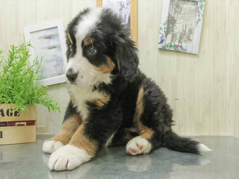愛知県のバーニーズマウンテンドッグ (ワンラブ名古屋守山インター総本店/2026年1月24日生まれ/男の子/ブラックラストホワイト)の子犬の2枚目の画像