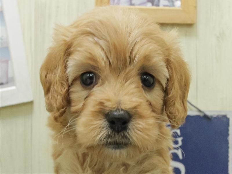 愛知県のハーフ犬・ミックス犬 (ワンラブ名古屋守山インター総本店/2026年1月24日生まれ/女の子/アプリコット)の子犬の1枚目の画像