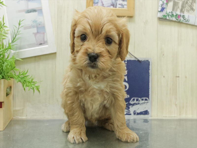 愛知県のハーフ犬・ミックス犬 (ワンラブ名古屋守山インター総本店/2026年1月24日生まれ/女の子/アプリコット)の子犬の3枚目の画像