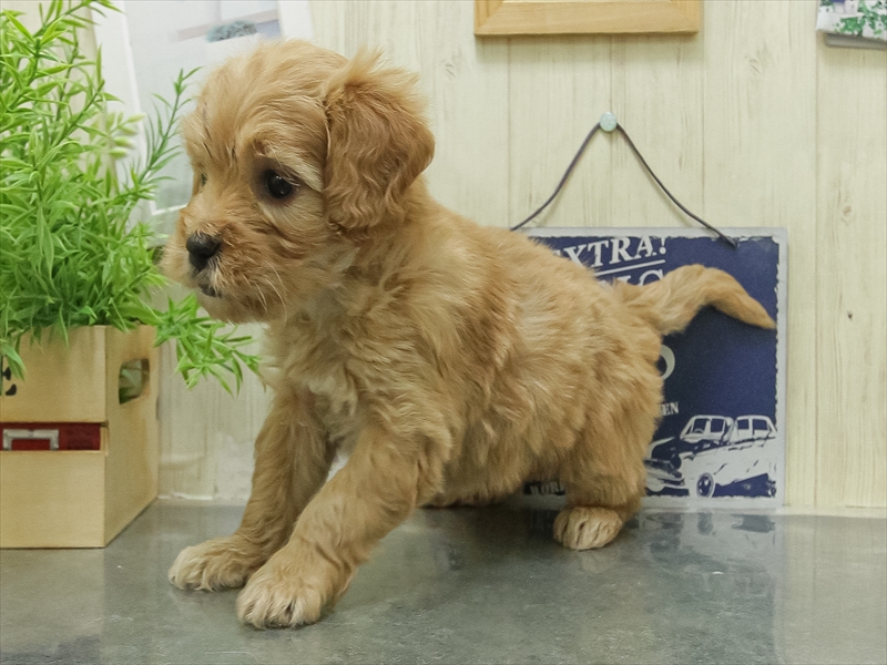 愛知県のハーフ犬・ミックス犬 (ワンラブ名古屋守山インター総本店/2026年1月24日生まれ/女の子/アプリコット)の子犬の2枚目の画像