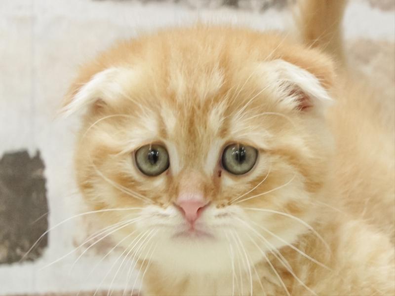 愛知県のスコティッシュフォールド (ワンラブ名古屋守山インター総本店/2026年1月24日生まれ/男の子/レッドタビー)の子猫の1枚目の画像
