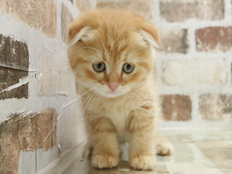 愛知県のスコティッシュフォールド (ワンラブ名古屋守山インター総本店/2026年1月24日生まれ/男の子/レッドタビー)の子猫の3枚目の画像