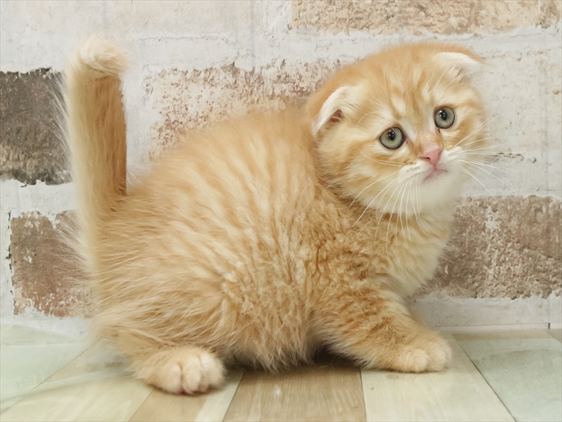 愛知県のスコティッシュフォールド (ワンラブ名古屋守山インター総本店/2026年1月24日生まれ/男の子/レッドタビー)の子猫の2枚目の画像