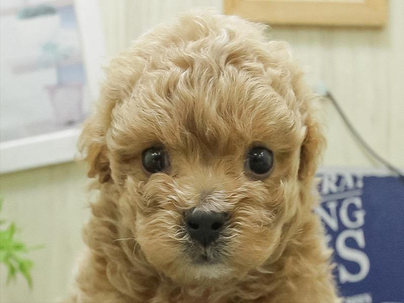 愛知県のマルプー(マルチーズ×プードル) (ワンラブ名古屋守山インター総本店/2026年1月24日生まれ/男の子/アプリコット)の子犬の1枚目の画像