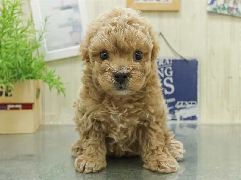 愛知県のマルプー(マルチーズ×プードル) (ワンラブ名古屋守山インター総本店/2026年1月24日生まれ/男の子/アプリコット)の子犬の3枚目の画像