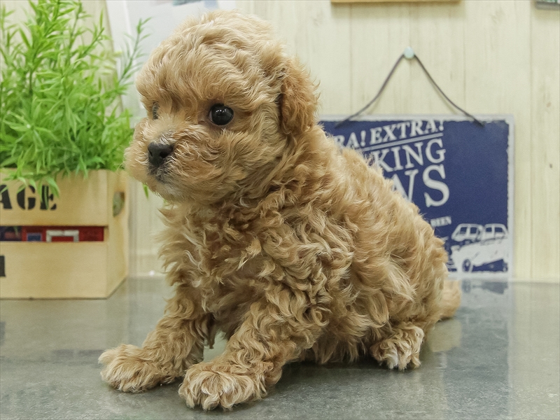 愛知県のマルプー(マルチーズ×プードル) (ワンラブ名古屋守山インター総本店/2026年1月24日生まれ/男の子/アプリコット)の子犬の2枚目の画像