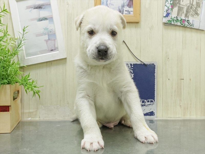 愛知県のｼｬｰﾍﾟｲﾊｽｷｰ【ｼｬｰﾍﾟｲ×ﾊｽｷｰ (ワンラブおっきなもふもふ名古屋総本店/2026年1月23日生まれ/男の子/シルバーホワイト)の子犬の3枚目の画像