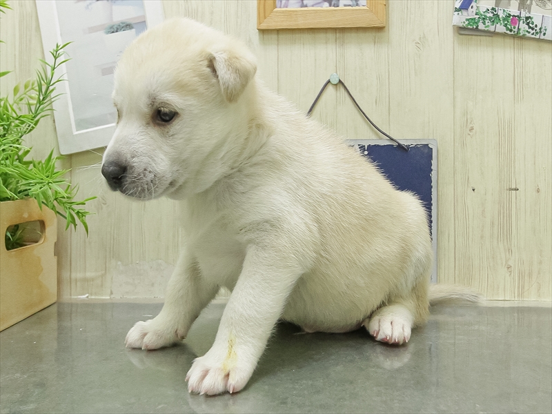愛知県のｼｬｰﾍﾟｲﾊｽｷｰ【ｼｬｰﾍﾟｲ×ﾊｽｷｰ (ワンラブおっきなもふもふ名古屋総本店/2026年1月23日生まれ/男の子/シルバーホワイト)の子犬の2枚目の画像