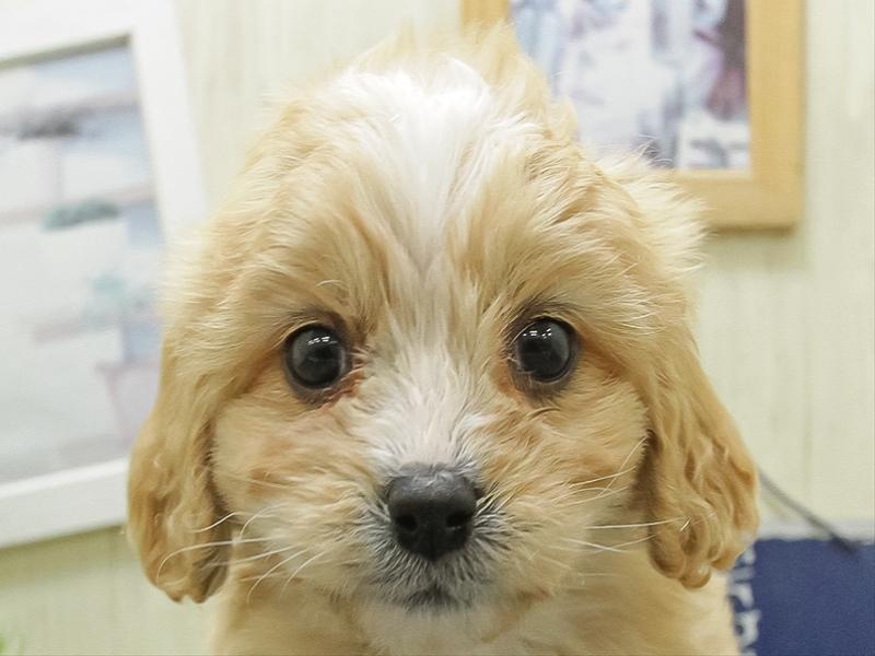 愛知県のハーフ犬・ミックス犬 (ワンラブ名古屋守山インター総本店/2026年1月23日生まれ/女の子/ルビー)の子犬の1枚目の画像