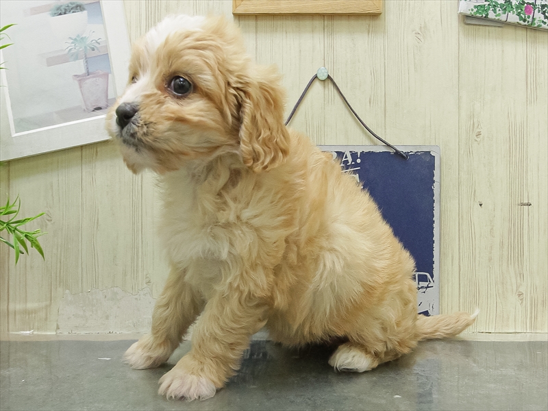 愛知県のハーフ犬・ミックス犬 (ワンラブ名古屋守山インター総本店/2026年1月23日生まれ/女の子/ルビー)の子犬の2枚目の画像