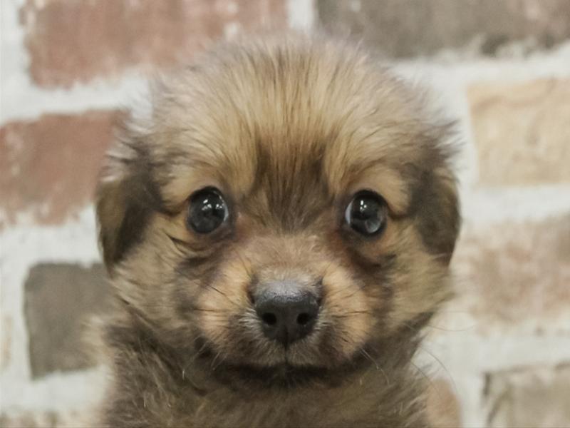 愛知県のポメックス(ポメラニアン×ダックス) (ワンラブ名古屋守山インター総本店/2026年1月25日生まれ/男の子/フォーン)の子犬の1枚目の画像