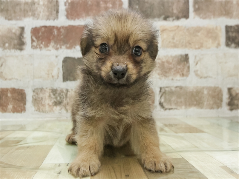 愛知県のポメックス(ポメラニアン×ダックス) (ワンラブ名古屋守山インター総本店/2026年1月25日生まれ/男の子/フォーン)の子犬の3枚目の画像