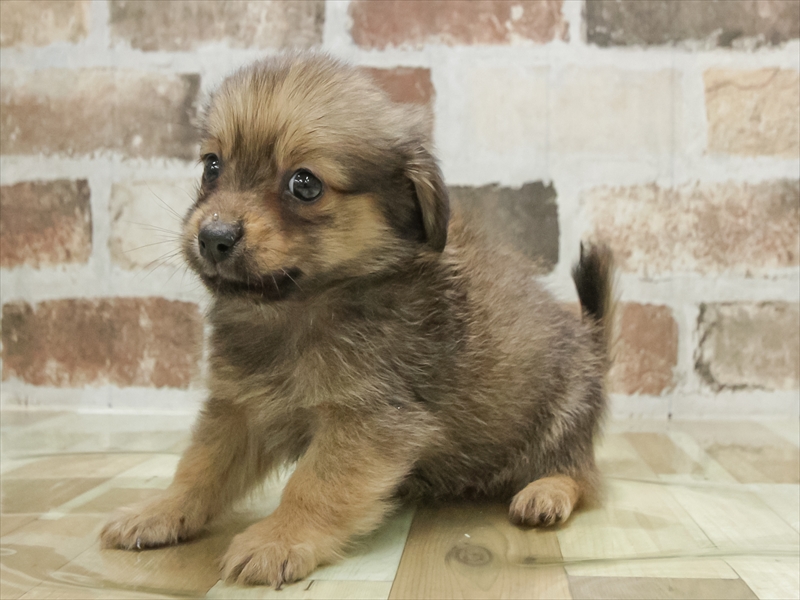 愛知県のポメックス(ポメラニアン×ダックス) (ワンラブ名古屋守山インター総本店/2026年1月25日生まれ/男の子/フォーン)の子犬の2枚目の画像